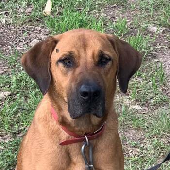Red -  Redbone Coonhound and Black Mouth Cur Dog for Adoption in Boerne, Texas - Red | PetCurious