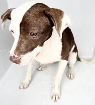 A658611 -  Labrador Retriever Dog for Adoption in Houston, Texas - A658611 | PetCurious