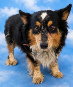 Cord -  Corgi Dog for Adoption in Wauchula, Florida - Cord | PetCurious