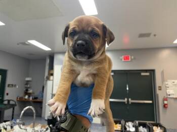 Terrier and Mixed Breed Dogs Available for Adoption in Thousand Palms, California - DODGER | PetCurious