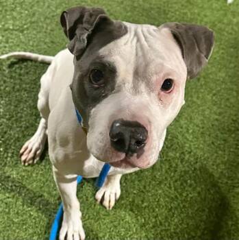 Pit Bull Terrier Dogs Available for Adoption in Las Vegas, Nevada - TANK | PetCurious