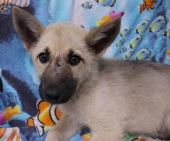 Quartz -  German Shepherd Dog Dog for Adoption in Thief River Falls, Minnesota - Quartz | PetCurious