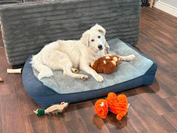 Blaze -  Great Pyrenees Dog for Adoption in Houston, Texas - Blaze | PetCurious