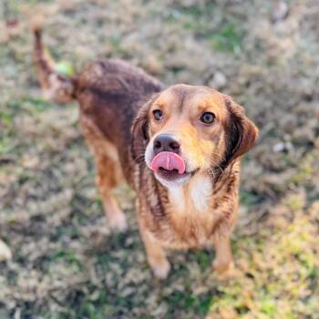 Rescue Beagle Dogs for Adoption in Brownsboro, Alabama - Clara | PetCurious