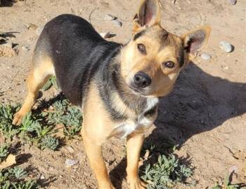 Labrador Retriever and Pit Bull Terrier Dogs Available for Adoption - FORD | PetCurious