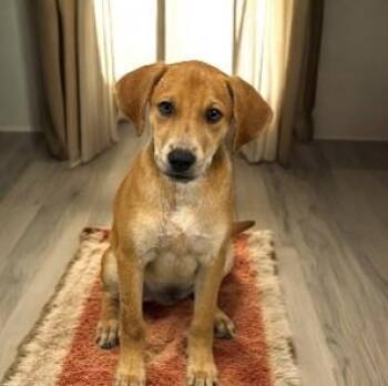 Rescue Black Mouth Cur Dogs for Adoption in Williston, Vermont - Dunn | PetCurious