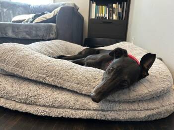 Greyhound Dogs Available for Adoption in Coon Rapids, Minnesota - Mary | PetCurious