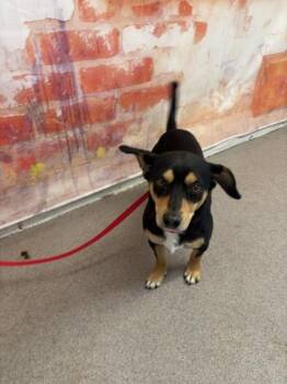SALVADOR -  Chihuahua and Mixed Breed Dog for Adoption in San Bernardino, California - SALVADOR | PetCurious