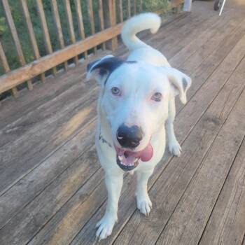 Eddy -  Labrador Retriever and Mixed Breed Dog Available for Adoption in Waco, Texas - Eddy | PetCurious
