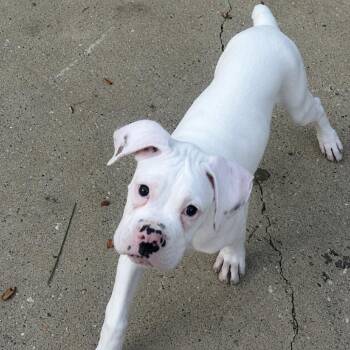 Jett Sterling (Benefactor Puppy) -  Boxer Dog for Adoption in New Orleans, Louisiana - Jett Sterling (Benefactor Puppy) | PetCurious