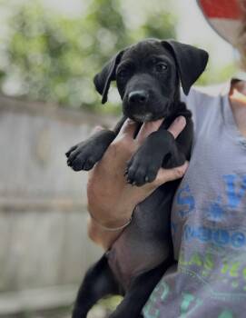 Taddeo -  Labrador Retriever Dog for Adoption in Bull Valley, Illinois - Taddeo | PetCurious
