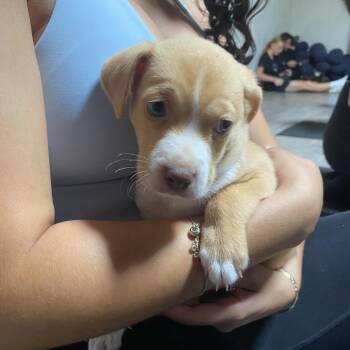 Border Terrier Dogs Available for Adoption in Escondido, California - Elm | PetCurious