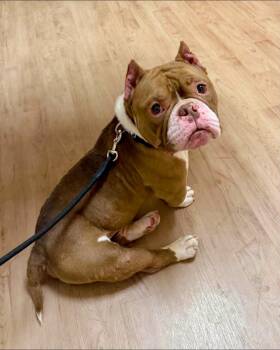 Farrago -  French Bulldog and English Bulldog Dog for Adoption in Yorktown, Virginia - Farrago | PetCurious