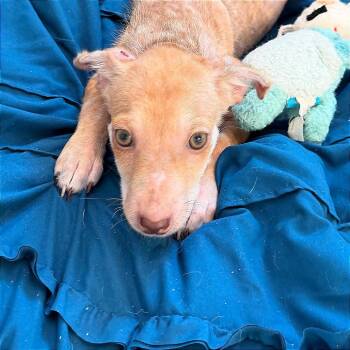 Roo/ 63672 -  Cattle Dog and Mixed Breed Dog for Adoption in Bend, Oregon - Roo/ 63672 | PetCurious