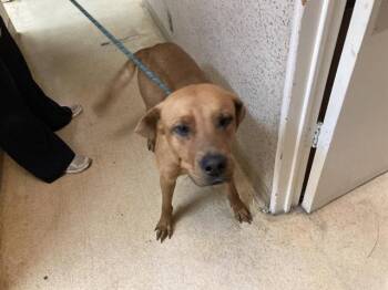 Rhodesian Ridgeback Dogs Available for Adoption in Long Beach, California - KEVIN | PetCurious