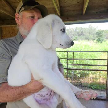 Mitchell ATX -  Akbash and Great Pyrenees Dog for Adoption in Quinlan, Texas - Mitchell ATX | PetCurious
