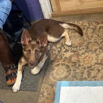 Shepherd and Husky Dogs Available for Adoption in Enterprise, Alabama - Milo | PetCurious