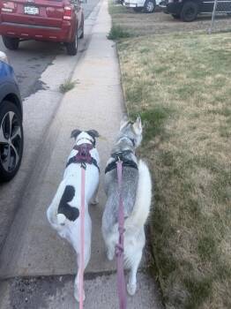Hazelnut -  Husky Dog for Adoption in Denver, Colorado - Hazelnut | PetCurious