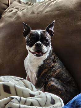 Malia in MO -  Boston Terrier Dog for Adoption - Malia In MO | PetCurious