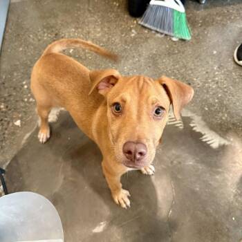 Gnocchi -  Pit Bull Terrier and Mixed Breed Dog for Adoption in Louisville, Kentucky - Gnocchi | PetCurious