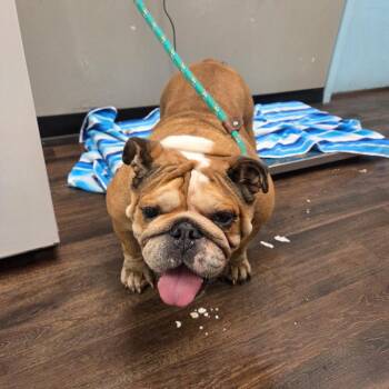 Russet Potato -  English Bulldog Dog for Adoption in St. Louis, Missouri - Russet Potato | PetCurious