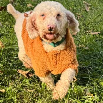 Newt -  Miniature Poodle Dog for Adoption in Cincinnati, Ohio - Newt | PetCurious