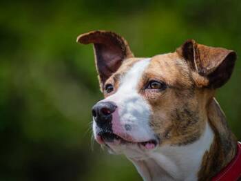 Akemi -  Mixed Breed Dog Available for Adoption in Pointe-fortune, Quebec - Akemi | PetCurious