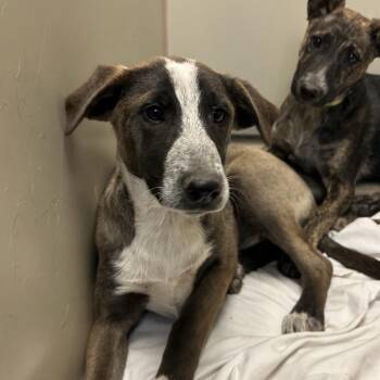 Mixed Breed Dogs Available for Adoption in Flagstaff, Arizona - Meow | PetCurious