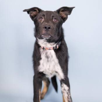 Odysseus -  Mixed Breed Dog for Adoption in Portland, Oregon - Odysseus | PetCurious