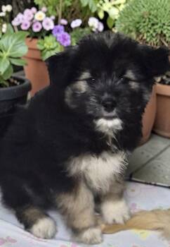 Sheepadoodle and Samoyed Dogs Available for Adoption in Los Angeles, California - Alma | PetCurious
