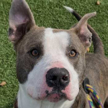 Terrier Dogs Available for Adoption - Baja | PetCurious