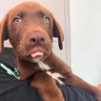 mesquite -  Mixed Breed Dog for Adoption in Sand Springs, Oklahoma - Mesquite | PetCurious