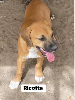 Rescue Black Mouth Cur Dogs for Adoption in Griswold, Connecticut - Ricotta | PetCurious