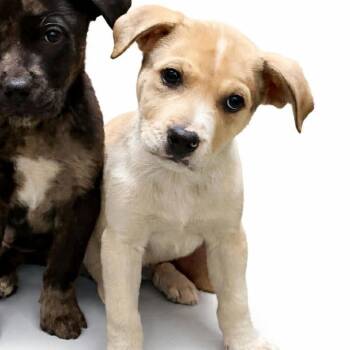Mixed Breed Dogs Available for Adoption in Cumming, Georgia - Sloane 22255 | PetCurious