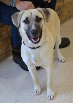Shepherd and Anatolian Shepherd Dogs Available for Adoption in Memphis, Tennessee - Sophie | PetCurious