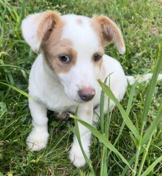 Dachshund Dogs Available for Adoption in Calera, Alabama - Waddles | PetCurious