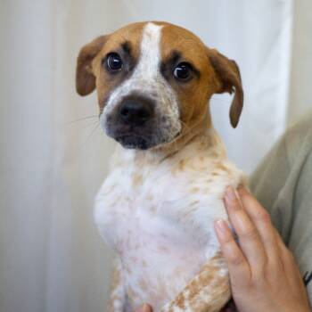 Rescue English Coonhound and Mixed Breed Dogs for Adoption in Cumming, Georgia - Theia 21767 | PetCurious