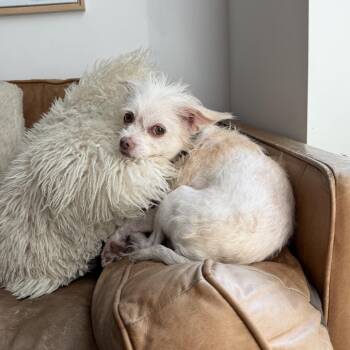 Chihuahua Dogs Available for Adoption in New York, New York - Cane | PetCurious