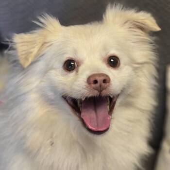 Olaf -  Pomeranian Dog for Adoption in Normal, Illinois - Olaf | PetCurious