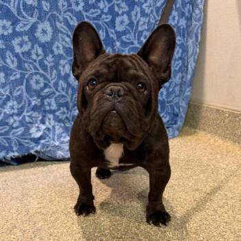 IVHS-Stray-143248 -  French Bulldog Dog for Adoption in San Gabriel, California - IVHS-Stray-143248 | PetCurious
