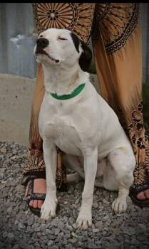 Rescue Labrador Retriever Dogs for Adoption in Statesville, North Carolina - Popsicle | PetCurious