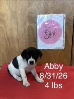 Abby -  Great Pyrenees Dog for Adoption in Welling, Oklahoma - Abby | PetCurious