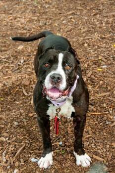 Rufus -  Mixed Breed Dog for Adoption in Cincinnati, Ohio - Rufus | PetCurious