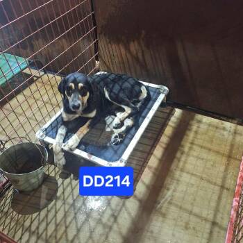 German Shepherd Dog and Hound Dogs Available for Adoption - DD-214 | PetCurious