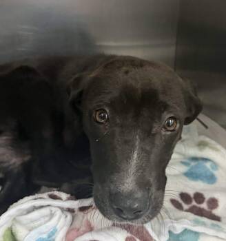 Labrador Retriever Dogs Available for Adoption - Lumi | PetCurious