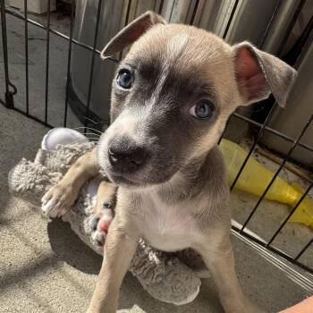 Rescue Terrier Dogs for Adoption in San Diego, California - Saucony (Milestone Litter) | PetCurious