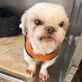 Shih Tzu Dogs Available for Adoption - Rocky | PetCurious