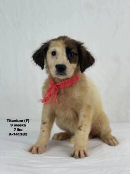 Border Collie and Labrador Retriever Dogs Available for Adoption in Muskego, Wisconsin - Titanium The Mixed Breed Puppy | PetCurious