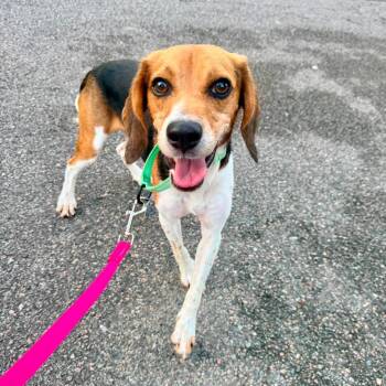 Jablonski Auto Body -  Beagle Dog for Adoption in Savannah, Georgia - Jablonski Auto Body | PetCurious