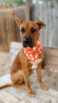Rescue Boxer and Mixed Breed Dogs for Adoption in Muskegon, Michigan - Fern | PetCurious